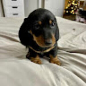 Meet your Posher, Grady